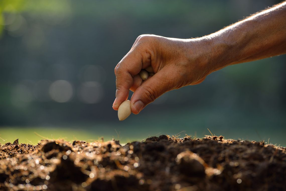 Agricultor a plantar semente