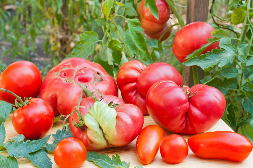 Tomates deformes: las frutas y verduras feas son la última revolución del mercado alimentario