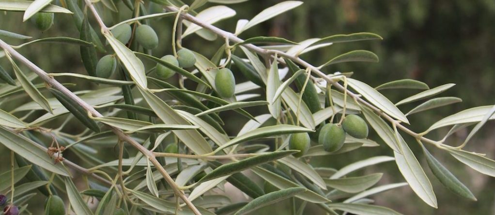 Tratamiento del olivar: una formulación de calidad