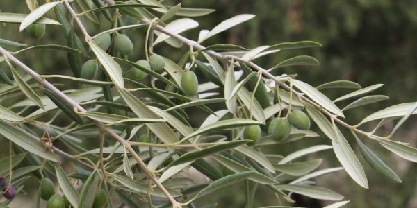 Tratamiento del olivar: una formulación de calidad