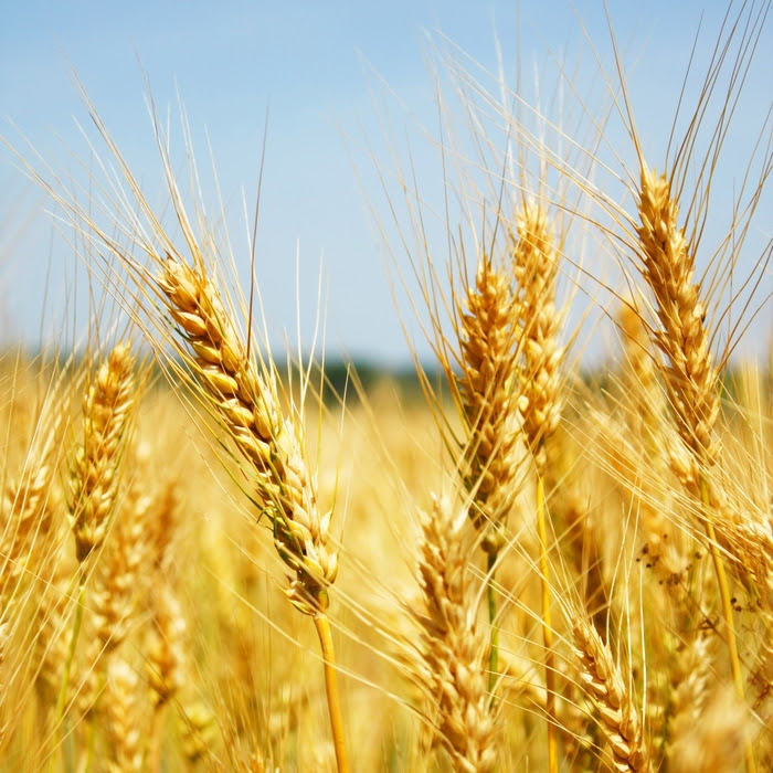 cosecha trigo