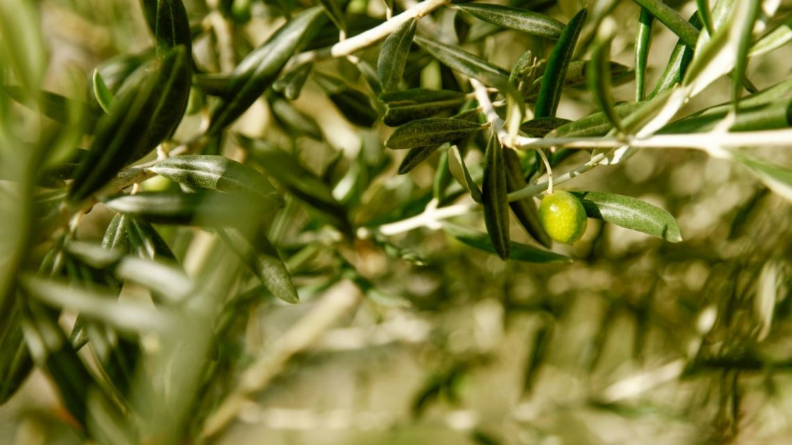Variedades de aceitunas para los mejores aceites de oliva