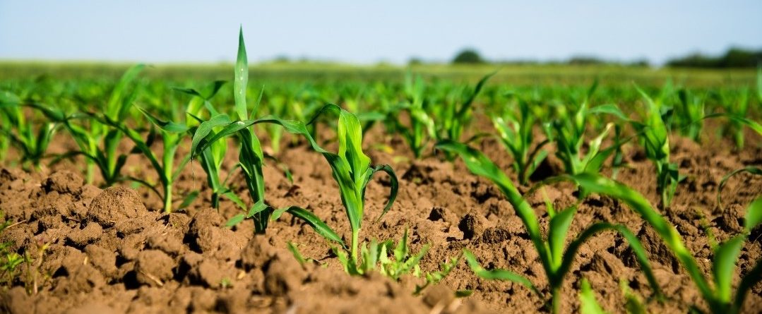 Malas hierbas en maíz: por qué tratar en pre-emergencia