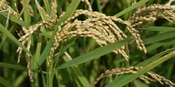 ¿Cuáles son las principales enfermedades del arroz?