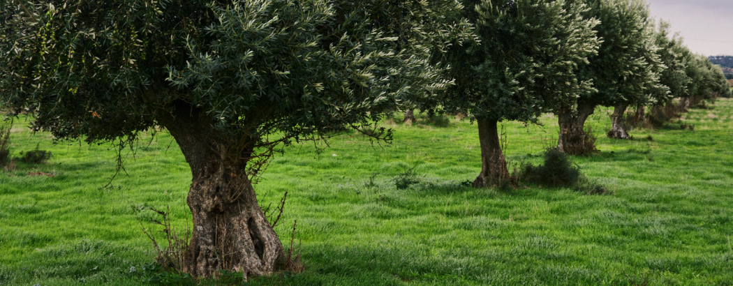 Guía identificación de las principales malas hierbas del olivar