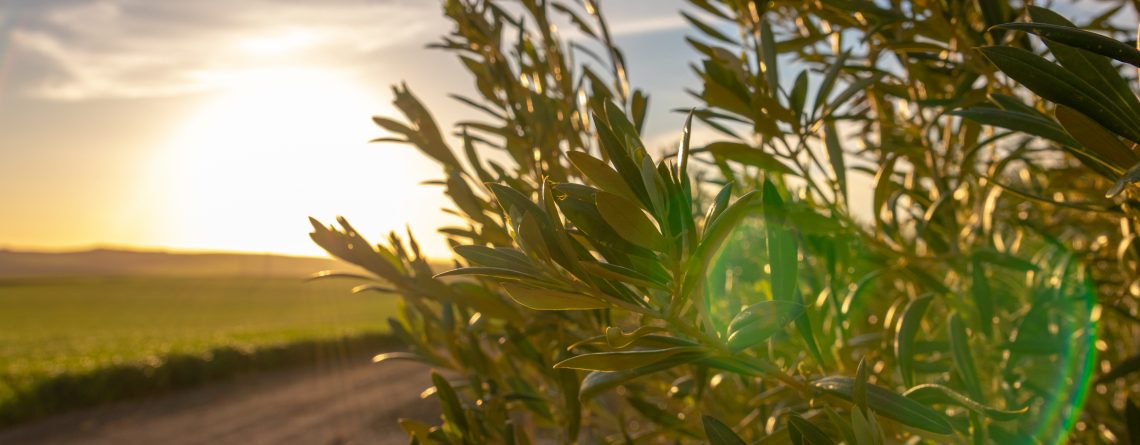 ¿Cómo ahorrar en los tratamientos frente a enfermedades en olivar?