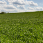 Bioestimulantes agrícolas: qué son y clasificación