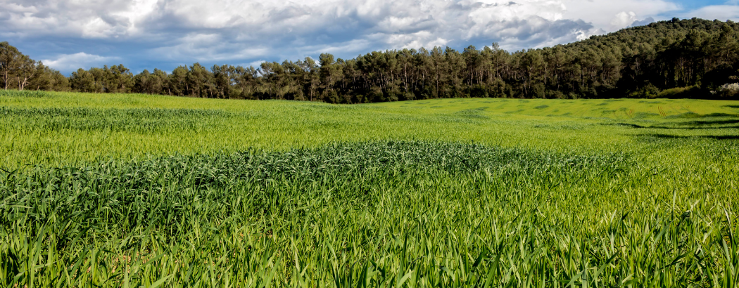 Fijadores biológicos de nitrógeno: aliados para una agricultura más sostenible
